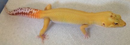 2013-6-Tremper-Sunglow.jpg 2013-6-Tremper-Sunglow.jpg