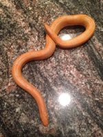 albino sa.jpg