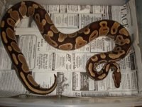 Big Snake Building Inventory 004.JPG