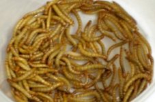 mealworms.jpg