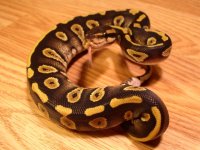 ChocolateMojave.jpg