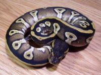Mojave.jpg