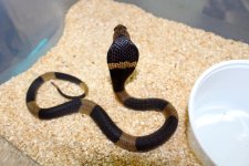 Banded egpytian 1.jpg