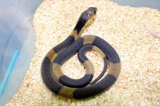 Banded egyptian 3.jpg