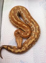 albino blood.jpg