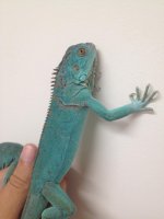 axanthic sale.jpeg