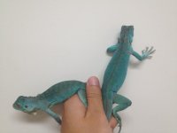 axanthic sale 2.jpg