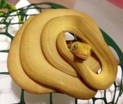 yellow m.JPG