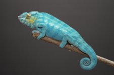 nosy be blue.jpg