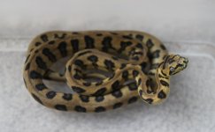 female 1.jpg