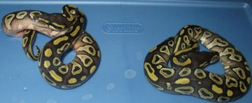 IMG_2275.jpg