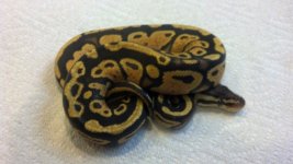 Pastel Granite Spector (2).jpg