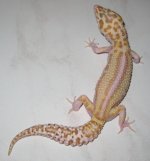 Rini12a.JPG