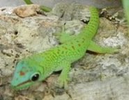 P.m.grandis-bluehead.JPG