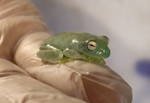hyla crepbaby.jpg