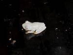 hyla crepbaby2.jpg