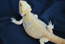 new breeder for sale 2010 9 002.jpg