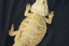 new breeder for sale 2010 9 004.jpg