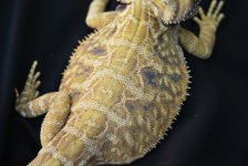 new breeder for sale 2010 9 005.jpg