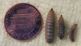 sml-med-lrg-worm-penny.jpg