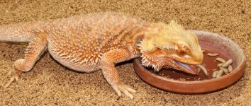 dragon-eating-2-800-6.jpg