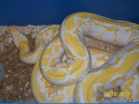 retic 026.jpg