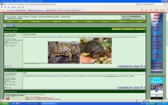 shawn ronan turtles ad.jpg