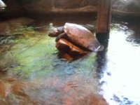 bigturt.jpg
