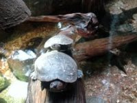turtles.jpg