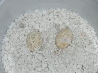 egg1.jpg egg1.jpg