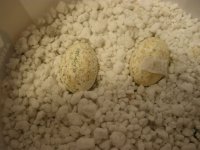 Egg2.jpg Egg2.jpg