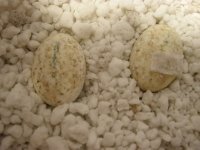 Egg3.jpg Egg3.jpg
