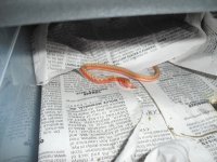 snakesaugust14th 023.jpg