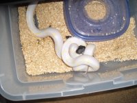 snakesaugust14th 002.jpg