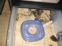 snakesaugust14th 003.jpg