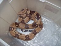 hypo 001.jpg