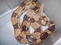 hypo 002.jpg
