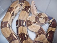 hypo 003.jpg