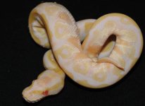 Albino Mojave 3.jpg