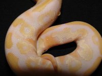 albino mojave 4.jpg