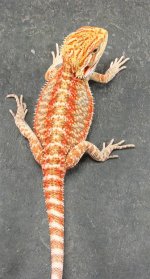 F2 (Large).jpg