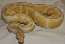 Albino 50% Het Pied M1 2012 001tf.jpg