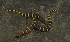 Pachydactylus caraculicus - X3.jpg