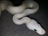 Black Eye male2.jpg