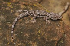 Hemidactylus leschenaulti.jpg