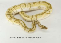 ButterBee.jpg
