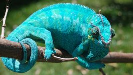 600_bluedream5.jpeg 600_bluedream5.jpeg