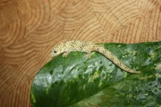 IMG_4004.jpg