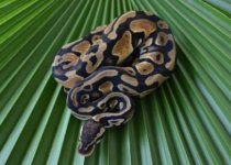 Pastel Het Pied ks.JPG