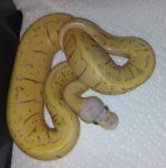superdragon13furr.jpg